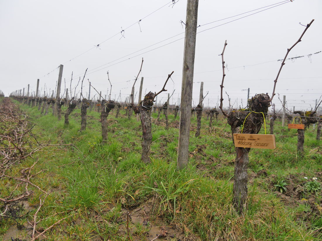 Виноградник на урожай